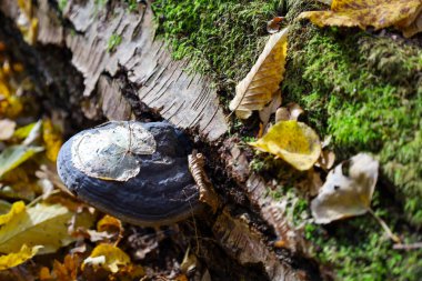 Büyük, koyu mavi bir parantez mantarı (Tinder fungus), parlak yeşil yosun ile kaplı ve düşen sonbahar yapraklarıyla çevrili, zengin doku ve renk kontrastı yaratan düşmüş bir kütük üzerinde büyümektedir. A