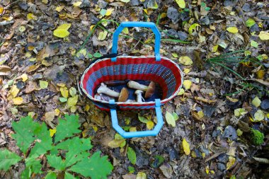 Orman zemininde duran renkli bir sepetin içinde yeni toplanmış birkaç mantar var. Sonbaharda, sarı ve kahverengi yapraklar keşfin etrafında doğal bir halı oluşturur..