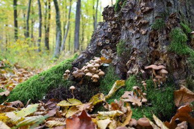 Düşük açılı bir sonbahar ormanı sahnesi. Kalın yeşil yosun parçaları, sayısız açık kahverengi mantar kümesinin büyüdüğü eski bir ağaç gövdesine sarılıyor..