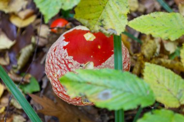 Yoğun bir makro çekim, parlak kırmızı bir mantar kapağı sergiliyor. Volvanın kalıntılarıyla kaplı. Sarı-yeşil sonbahar yapraklarının altından dışarı bakıyor..