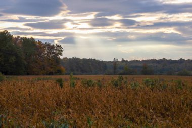 Uzun, kuru çimenler ve uzak bir sonbahar ormanı çizgisinin üzerindeki bulutların arasından süzülen güneş ışınlarının olduğu çarpıcı bir kırsal bölge..