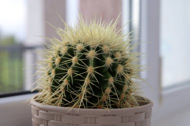 Uzun, açık sarı dikenli yuvarlak yeşil bir kaktüs pencere pervazında örülmüş bir tencerede oturur ve keskin formlar ile yumuşak ev ortamları arasında bir kontrast yaratır. Dekoratif bitki, minimalist iç dekorasyonu vurguluyor.