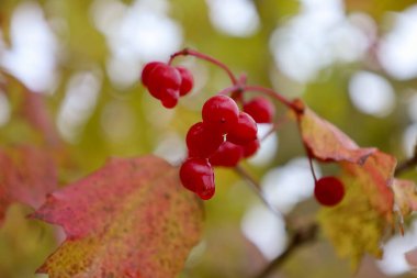 İnce bir daldaki parlak kırmızı meyveler, altın sarısı bulanık arka planlı sonbahar yapraklarına karşı dururlar. Doymuş renkler ve nem belirtileri sonbaharın sonları ve doğal detayların güzelliğini vurgular..