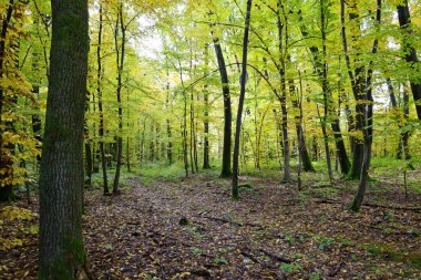 Derin bir sonbahar ormanı, kahverengi yapraklardan oluşan bir halının üzerinde yükselen ağaç gövdeleriyle doludur. Sarı ve yeşil renklerle parıldayan gölgeler sonbahar tazeliği ve dinginlik ortamı yaratır..