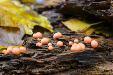 Bir makro fotoğraf, düşen bir gövdenin kabuğunda büyüyen parlak turuncu mantar benzeri bir küme gösteriyor.. 