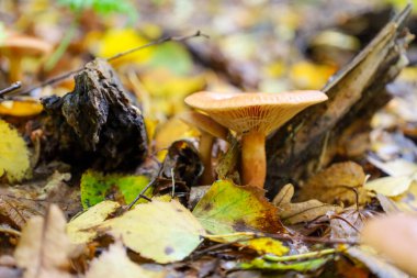 Turuncu başlıklı ve farklı solungaçları olan küçük bir mantar, sonbahar yapraklarından oluşan renkli bir halının arasında yetişir. Islak orman zemini ve eski bir odun parçası vahşi doğanın atmosferini yaratır..