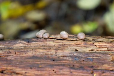 Yakından bakıldığında, kurumuş bir dalda büyüyen grimsi kahverengi mantar benzeri oluşumlar görülüyor. Tahtanın kaba dokusu ve yumuşak odak noktası bu minyatür nesnelere vurgu yapıyor..