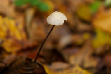 Soluk kapaklı mikroskobik bir mantar ve ince uzun bir gövde düşen sonbahar yapraklarının üzerinde gururla yükselir. Altının ve kahverenginin sıcak gölgelerinin yer aldığı bulanık arkaplan bir bokeh etkisi yaratır,