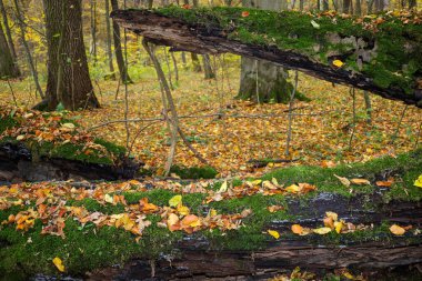 Çarpıcı bir orman manzarası. Canlı yeşil yosun ve dağınık sonbahar yaprakları düşen, çürüyen bir ağacı örtüyor. Fotoğraf, kesişen eski kütüklerin arasından doğal bir çerçeve yaratıyor, gözü sonbahar ormanının derinliklerine çağırıyor..