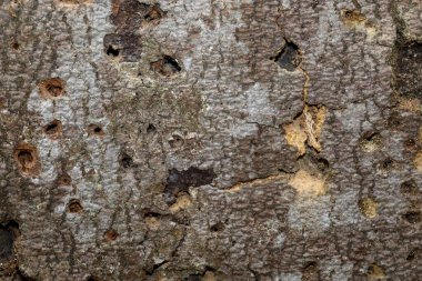 Bir makro fotoğraf, yüzey detaylarını vurgulayarak derin çatlaklar ve deliklerle eski ağaç kabuğu dokusunun yakın çekimini sağlar. Görüntü, tahtanın pürüzlü ve organik özünü taşıyan yaşı ve doğal çürümeyi vurgular..