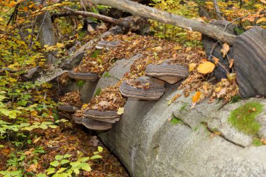 Yosun ve birkaç basamaklı mantarla kaplı düşmüş bir ağaç gövdesi ormanda canlı sonbahar yapraklarıyla çevrilidir. Görüntü, çürümenin doğal sürecini ve sonbahar manzarasındaki yaşam döngüsünü yakalar..