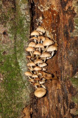 Yakın plan çekimde, eski ağaç kabuğundaki bir yarıkta büyüyen küçük mantar kümesi doğal bir kontrastı gözler önüne serer. Yosunların ve çürüyen odunların dokuları sonbahar ormanlarındaki organik yaşam ve çürüme sürecini vurgular..