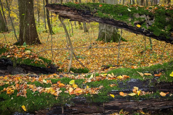 Çarpıcı bir orman manzarası. Canlı yeşil yosun ve dağınık sonbahar yaprakları düşen, çürüyen bir ağacı örtüyor. Fotoğraf, kesişen eski kütüklerin arasından doğal bir çerçeve yaratıyor, gözü sonbahar ormanının derinliklerine çağırıyor..