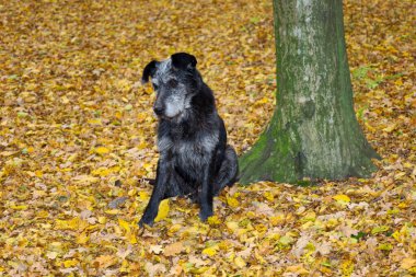 Siyah, gri ağızlı bir köpek, bir ormanda oturur. Sarı sonbahar yapraklarından oluşan yoğun bir halının üzerinde bir ağaç gövdesine yaslanır. Koyu renkli kürkün, canlı arkaplandaki karşıtlığı, sadık bir yoldaşın duygusal bir sonbahar portresini yaratır..