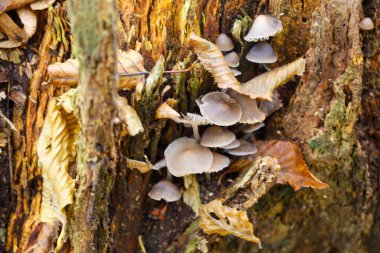 Bu makro çekim, kurumuş sonbahar yaprakları arasında eski, çürüyen bir ağaç gövdesi ya da gövde üzerinde küçük mantar kümesini yakalar..