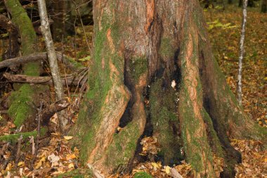 Büyük, eski bir ağaç gövdesi, yoğun yeşil yosunlarla kaplı ve yaş ve koyu lekelerle işaretlenmiş..