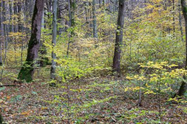 Ağaçların ağaçların arasında durduğu, sararmış ve yeşil yapraklı sık bir ormanın geniş bir görüntüsü.. 