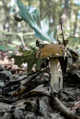 Bu yakın çekim genç bir Porcini mantarı yakalıyor. Karakteristik kahverengi bir başlık ve kalın bir gövde ile. Düşen yaprakların arasından itiyor..