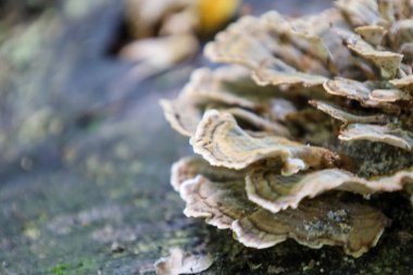 Güzel bir çekim, eski bir ağaç kütüğünde büyüyen dalgalı, katmanlı kenarları ve zengin dokusu olan bir mantarı gözler önüne serer. Doğal, sessiz renkler ve yumuşak ışık ormanın sükunetini ve gizemini oluşturur..