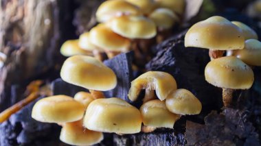 Yumuşak kapaklı ve ince saplı açık sarı mantar kümesi koyu, çürüyen kütük ya da odunsu malzemelerde yetişir. Yumuşak doğal ışıklandırma nemli başlıklarda önemli noktalar oluşturur, yapılarını ve şekillerini vurgular..