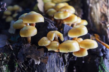 Canlı sarı mantarlar, orman çalılıklarında nemli ve karanlık bir kökle büyürler. Yuvarlak, parlak kaplamaları yoğun bir koloni oluşturarak arka planda farklı bir kontrastı oluşturur..