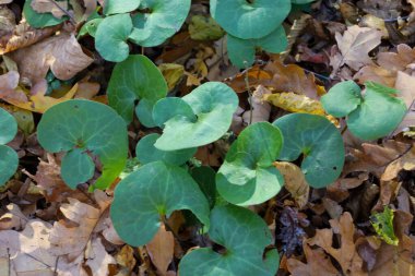 Yeşillik, kalp şeklinde yeşil yapraklar orman zemininde düşen, kurumuş sonbahar meşe yapraklarından oluşan bir halıda filizlenir. Yukarıdan aşağıya doğru çekim, dayanıklı sonsuz yeşil yaşam ile sonbahar bozunmasının doğal döngüsü arasındaki zıtlığı gösteriyor..