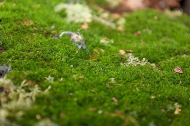 gür, parlak yeşil yosun yoğun bir şekilde halı gibi bir yüzeyi kaplıyor, zengin doğal bir doku yaratıyor. Makro çekim bu bitki yaşam formunun detaylarını vurguluyor. Bu da nemli ve gölgeli bir orman ortamını işaret ediyor..