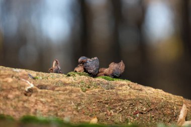 Küçük, buruşuk, koyu kahverengi mantarlar ormandaki yosun kaplı bir ağaç dalından çıkar. Yumuşak ışık kabuğun dokusunu ve mantarların detaylarını vurgular. Gizemli ve doğal bir sonbahar atmosferi yaratır..
