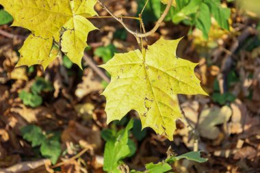 Yakın plan çekimde, orman zemininin yukarısındaki ince bir dalda bulunan, karakteristik beş çizgili, parlak sarı bir akçaağaç yaprağı yer alıyor. Güneş ışığı yapraktaki sonbahar rengini ve damar detaylarını vurgular ve sıcak bir düşüş atmosferi yaratır..