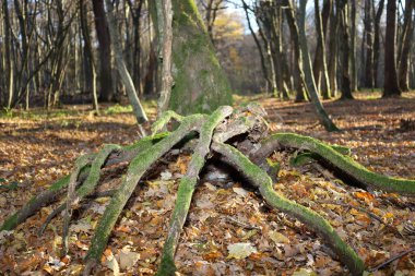 Yüksek oranda canlı yeşil yosunlarla kaplanmış ağaçların kökleri, güneşli bir ormanda düşen sonbahar yapraklarından oluşan bir halının üzerine uzanıyor. Bir fantezi yaratığına benzeyen bu doğal element sonbaharın gizemli ve ekolojik güzelliğini vurgular. 