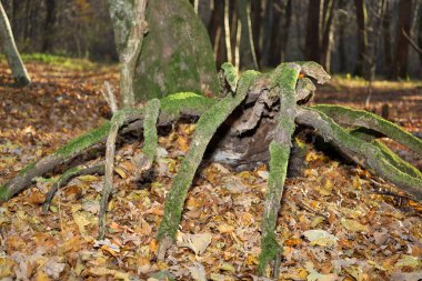 Çarpıcı bir çekim kökleri ya da dalları ortaya çıkardı, ağırlıklı olarak parlak yeşil yosunlarla kaplıydı, bir örümceği ya da efsanevi bir yaratığı andırıyordu. Güneşli bir ormanda düşen sonbahar yapraklarının üzerinde duruyorlar.,