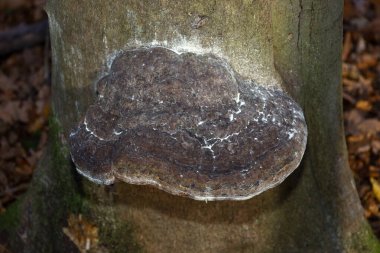 Büyük, koyu renkli bir mantar, sert bir ağaç gövdesine sıkıca bağlanmış, farklı bir yüzey dokusu ve kenarları boyunca beyaz çatlaklar göstermektedir..