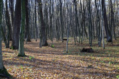 Seyrek bir sonbahar ormanı uzun, yapraksız ağaçlarla doludur. Güneş ışığıyla delinmiş gövdelerden oluşan dikey bir desen oluşturur..