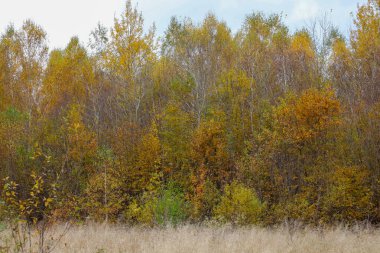 Panoramik sonbahar manzarası, altın, sarı ve turuncu renklerin hakimiyeti ile geç renk değişimine sahip yoğun bir orman kütlesini gösterir..