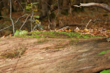 Parlak yeşil yosun ve kuru sonbahar yapraklarıyla kaplı düşen bir ağaç gövdesi belirgin bir yatay bileşim oluşturur. Odunsu dokusu ve ılık kahverengi tonları bulanık orman arka planıyla tezat oluşturuyor, çürümenin doğal döngüsünü ve yeni I 'yı yansıtıyor..