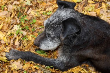 Yaşlıca bir siyah melez köpeğin kafası canlı sarı sonbahar yaprakları arasında huzur içinde dinleniyor. Gri ağızlık ve perçinli kulağı, sakin ve bilgelik hissi veren zarif bir profili ön plana çıkarıyor..