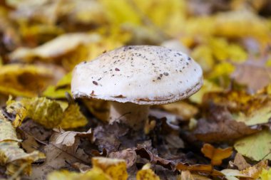 Geniş başlıklı tek bir beyaz mantar küçük siyah noktalarla benekli orman zeminindeki kuru sonbahar yaprakları arasında özenle büyüyor..