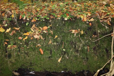 Parlak yeşil yosunlardan oluşan yoğun, neredeyse dikey bir duvar düşmüş bir gövdeyi kaplar. Düşen sonbahar yaprakları ve üst uçtan sarkan yeşil orman çalılıkları vardır..