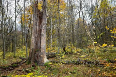Ölü bir ağacın gövdesi, sararan yapraklarla çevrili ince ağaçlarla çevrili sonbahar ormanının merkezine hükmediyor. Bu orman manzarası, doğal bir ekosistemde yaşam ve çürüme arasındaki zıtlığı gösteriyor..