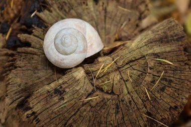Hafif bir salyangoz kabuğu, belirgin spiral bir yapıya sahip, eski bir tahta kütüğün üzerinde duruyor. Yakın çekim, kütüğün derin çatlaklarını ve halkalarını vurguluyor. Ormanın organik dokusunun doğal kontrastını gösteriyor..