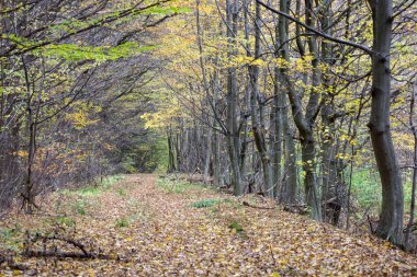 İnce, neredeyse çıplak ağaçlardan oluşan dar bir ara sokağa uzanan, kalın sarı yapraklarla kaplı bir orman yolu. Manzara kasvetli ama huzurlu bir sonbahar geçişi ve yalnızlığın atmosferini yansıtıyor..