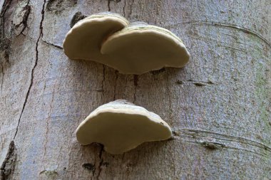 Ayrı beyaz kenarlı iki soluk benekli mantar yaprak döken bir ağacın açık gri kabuğunda yetişiyor. Mantar yapıları dikey çatlaklarla ve kabuğun pürüzsüz dokusuyla çelişiyor. Bu da çürümenin yaşam döngüsünü vurguluyor..