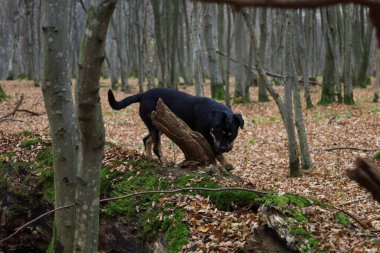 Kara ve esmer bir köpek, kasvetli bir ormandaki canlı yeşil yosunlarla kaplı bir ağacın gövdesinden iner. Köpek başını hafifçe eğerek ileriye bakıyor, bu da çekime dinamizm katıyor..