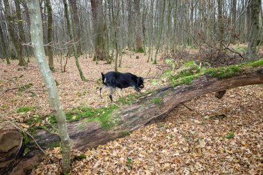 Kara bir köpek kasvetli bir sonbahar ormanında yosun kaplı bir ağaç gövdesini koklar. Zemin kuru kahverengi yapraklarla kaplıdır ve arka plandaki çıplak ağaçlar bir derinlik ve boşluk hissi yaratır..