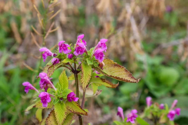 Yoğun pembe, tüylü çiçekleri ve kahverengi kenarlı yeşil yaprakları olan parlak yabani bir çiçek geç açan çiçekleri gösteriyor. Bulanık sonbahar bitkilerinin arka planına kurulmuştur. Mevsim sonunda vahşi yaşamın esnekliğini vurgular..
