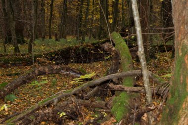 Düşen yeşil yosun kaplı gövdeleri ile sık bir sonbahar ormanı, el değmemiş vahşi bir atmosfer yaratır. Zemin, sonbahar sonlarının kasvetli manzarasını vurgulayan düşen sarı yapraklarla ağır bir şekilde kaplıdır..
