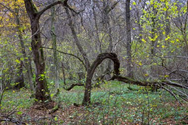 Çarpık, kıvrımlı bir ağacın yeşil zemin örtüsüne hakim olduğu esrarengiz bir orman sahnesi. Dallardaki sarı ve yeşil yaprakların kalıntıları geçici bir sonbahar havası yaratıyor. Görüntü doğanın el değmemiş vahşi güzelliğini yansıtıyor..