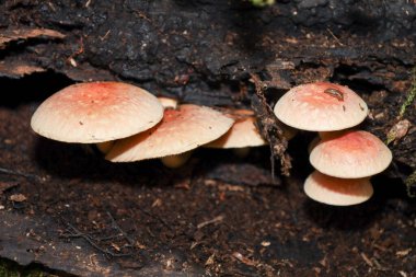 Soluk pembemsi başlıklı küçük bir mantar kümesi karanlık ve çürümüş odunları dikizliyor. Hassas mantarlar ve gövdenin kaba, siyah dokusu arasındaki zıtlık atmosferik bir çerçeve oluşturur..