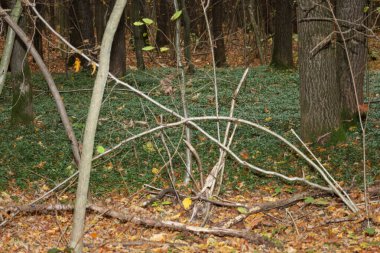 Yeşil bir zemin örtüsünün koyu ağaç gövdeleri ve kahverengi yapraklarla tezat oluşturduğu bir orman sahnesi..