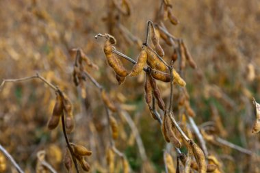 Yakın plan çekimlerde, bir tarladaki saplardan sarkan kuru, kahverengi soya fasulyesi kabukları hasat için hazır, bulanık altın bir zemin üzerine kurulmuş. Görüntü, sonbaharın sonlarına doğru elde edilen dokuyu ve hazırlanan tarımsal mahsulün detaylarını yansıtıyor. 
